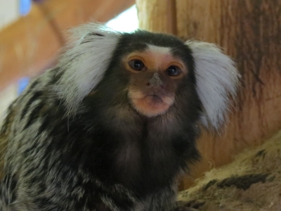 White-tufted-ear marmoset - De Zonnegloed - Animal park - Animal refuge centre 